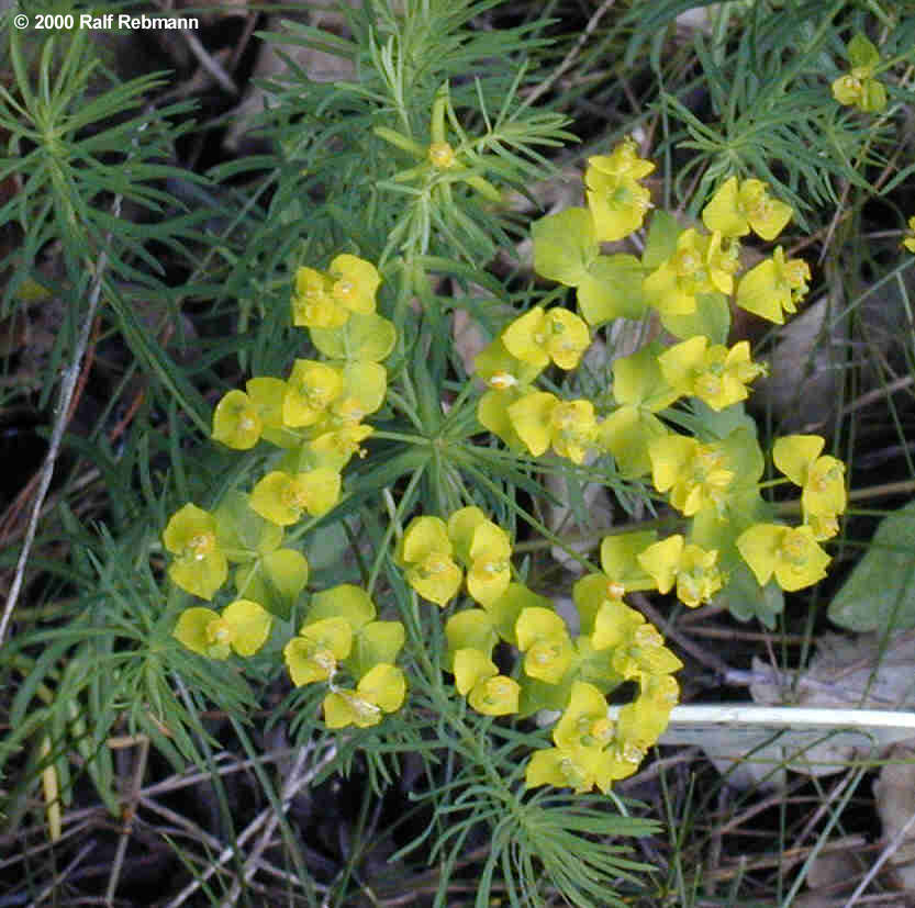 Euphorbia cyparissias Bild02